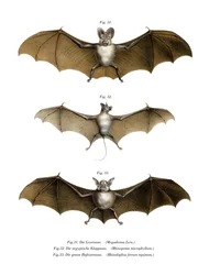 Grande pipistrello vampiro falso, 1860